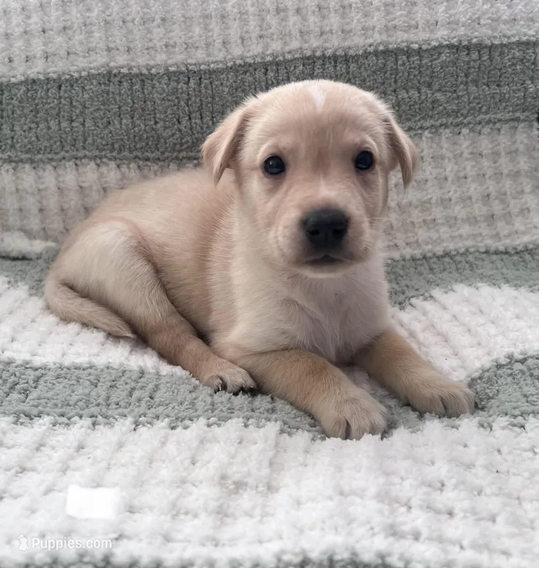 Mary Ann (white collar)