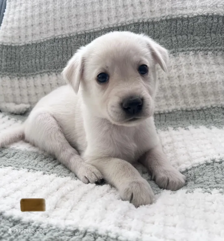 Wanda (brown collar)