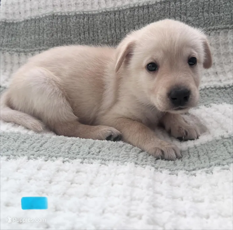 Romeo (light blue collar)