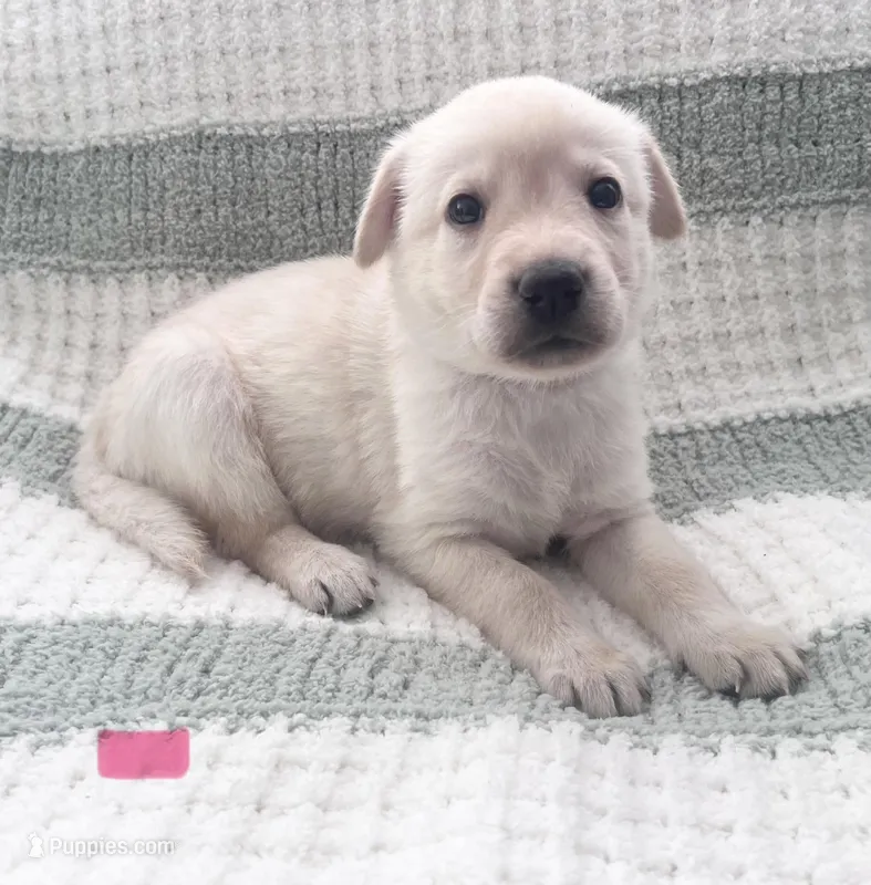 Juliet (pink collar)