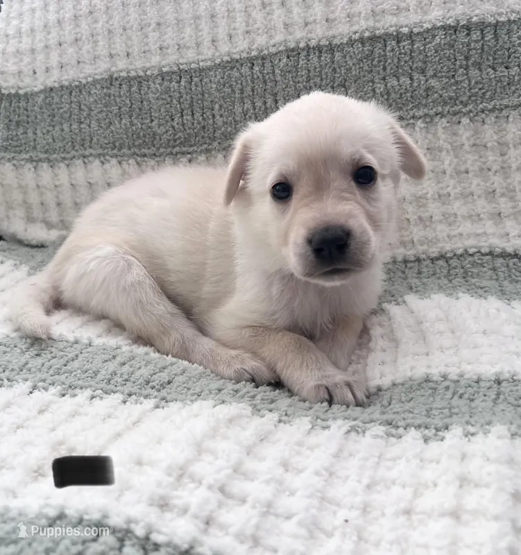 Shelly (black collar)