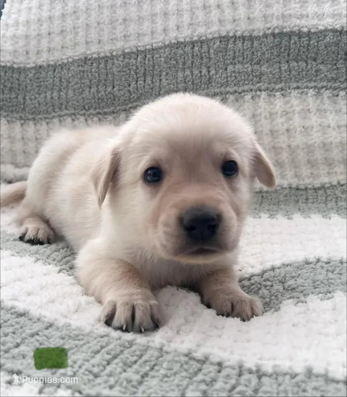 Rocky (green collar)