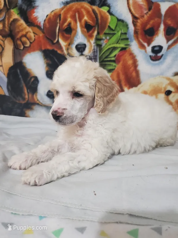 Poe ( AKC Registered) – Poodle - Multi-Colored Standard, Poodle - Standard  puppy for sale in Cleburne, TX