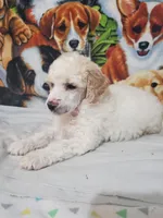 Poe ( AKC Registered), a male Poodle - Multi-Colored Standard and Poodle - Standard  for sale in Cleburne, TX – 2 of 4