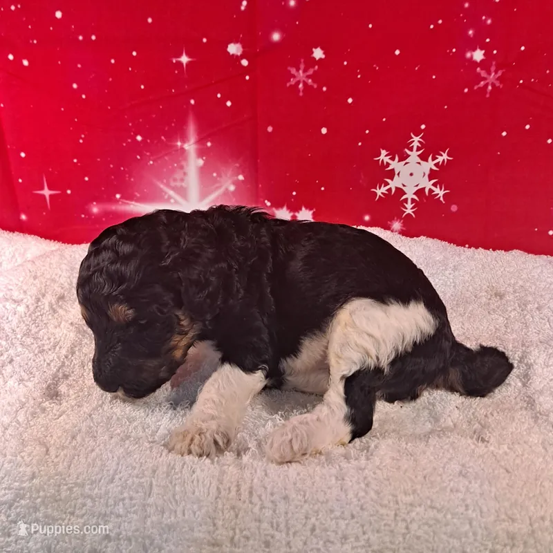 Dasher, a male Poodle - Multi-Colored Standard and Poodle - Standard  for sale in Cleburne, TX – Photo 1 of 2