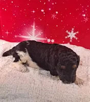 Dasher, a male Poodle - Multi-Colored Standard and Poodle - Standard  for sale in Cleburne, TX – Photo 2 of 2