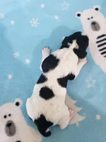 Fern ( AKC), a female Poodle - Standard  for sale in Cleburne, TX – Photo 2 of 2