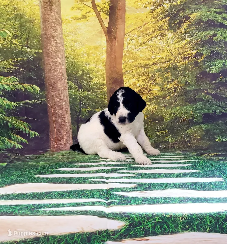 Fern ( AKC), a female Poodle - Standard  for sale in Cleburne, TX – Photo 1 of 2