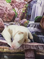 Bubbles, a female Poodle - Multi-Colored Standard and Poodle - Standard  for sale in Cleburne, TX – Photo 4 of 4