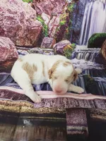 Bubbles, a female Poodle - Multi-Colored Standard and Poodle - Standard  for sale in Cleburne, TX – Photo 2 of 4