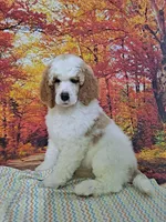 Bubbles, a female Poodle - Multi-Colored Standard and Poodle - Standard  for sale in Cleburne, TX – Photo 1 of 4