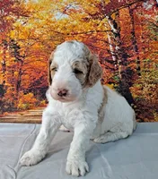 Bubbles, a female Poodle - Multi-Colored Standard and Poodle - Standard  for sale in Cleburne, TX – Photo 3 of 4
