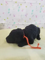 AKC Orange Boy, a male Poodle - Multi-Colored Standard and Poodle - Standard  for sale in Cleburne, TX – Photo 1 of 2