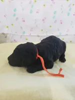 AKC Orange Boy, a male Poodle - Multi-Colored Standard and Poodle - Standard  for sale in Cleburne, TX – Photo 2 of 2