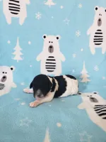 Puddles, a male Poodle - Multi-Colored Standard for sale in Cleburne, TX – Photo 2 of 2