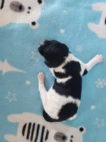 Puddles, a male Poodle - Multi-Colored Standard for sale in Cleburne, TX – Photo 1 of 2