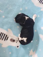 River ( AKC), a male Poodle - Standard  for sale in Cleburne, TX – Photo 2 of 2