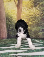 River ( AKC), a male Poodle - Standard  for sale in Cleburne, TX – Photo 1 of 2
