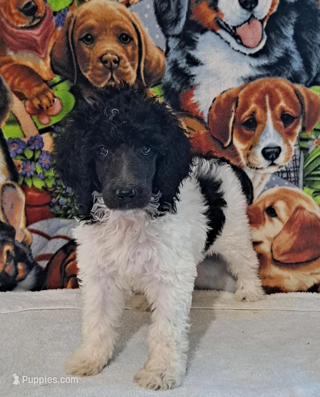 Melody AKC, a female Poodle - Multi-Colored Standard and Poodle - Standard  for sale in Cleburne, TX – Photo 1 of 2