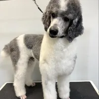 Hero, a male Poodle - Multi-Colored Standard and Poodle - Standard  for sale in Cleburne, TX – Photo 4 of 4