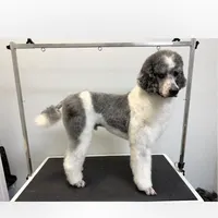 Hero, a male Poodle - Multi-Colored Standard and Poodle - Standard  for sale in Cleburne, TX – Photo 3 of 4