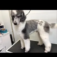 Hero, a male Poodle - Multi-Colored Standard and Poodle - Standard  for sale in Cleburne, TX – Photo 1 of 4