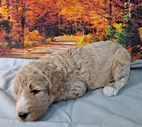 Odessa, a male Poodle - Multi-Colored Standard and Poodle - Standard  for sale in Cleburne, TX – Photo 1 of 3