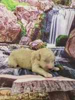 Odessa, a male Poodle - Multi-Colored Standard and Poodle - Standard  for sale in Cleburne, TX – Photo 2 of 3