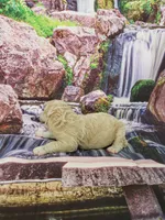 Odessa, a male Poodle - Multi-Colored Standard and Poodle - Standard  for sale in Cleburne, TX – Photo 3 of 3