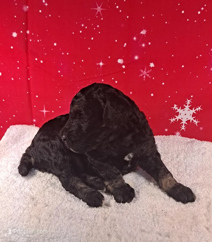 Blitzen ( AKC REGISTERED), a male Poodle - Multi-Colored Standard and Poodle - Standard  for sale in Cleburne, TX – Photo 1 of 2