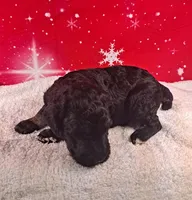 Blitzen ( AKC REGISTERED), a male Poodle - Multi-Colored Standard and Poodle - Standard  for sale in Cleburne, TX – Photo 2 of 2