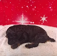 Prancer (AKC REGISTERED), a male Poodle - Multi-Colored Standard and Poodle - Standard  for sale in Cleburne, TX – Photo 2 of 2