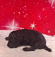 Prancer (AKC REGISTERED), a male Poodle - Multi-Colored Standard and Poodle - Standard  for sale in Cleburne, TX – Photo 1 of 2