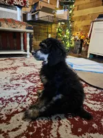Nova, a female Poodle - Multi-Colored Standard and Poodle - Standard  for sale in Cleburne, TX – 2 of 2