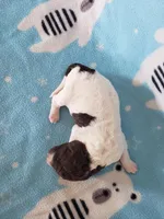 Rain ( AKC), a male Poodle - Standard  for sale in Cleburne, TX – Photo 3 of 3