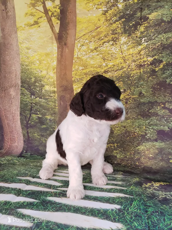 Rain ( AKC), a male Poodle - Standard  for sale in Cleburne, TX – Photo 1 of 3