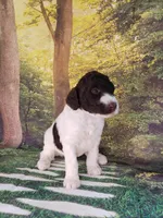 Rain ( AKC), a male Poodle - Standard  for sale in Cleburne, TX – Photo 1 of 3