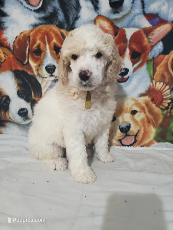 Tim ( AKC Registered) – Poodle - Multi-Colored Standard, Poodle - Standard  puppy for sale in Cleburne, TX