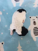 Violet ( AKC), a female Poodle - Standard  for sale in Cleburne, TX – Photo 2 of 2