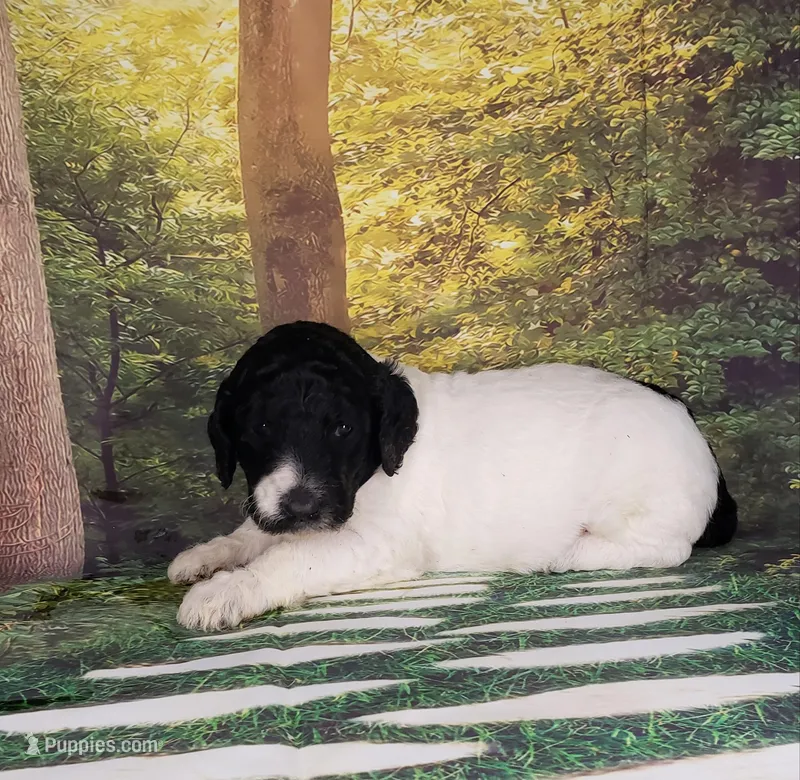 Violet ( AKC), a female Poodle - Standard  for sale in Cleburne, TX – Photo 1 of 2