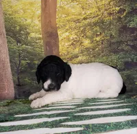 Violet ( AKC), a female Poodle - Standard  for sale in Cleburne, TX – Photo 1 of 2