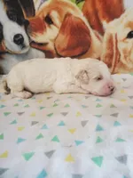 Tim ( AKC Registered), a male Poodle - Multi-Colored Standard and Poodle - Standard  for sale in Cleburne, TX – 1 of 1
