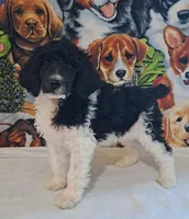 Jefferson AKC, a male Poodle - Multi-Colored Standard and Poodle - Standard  for sale in Cleburne, TX – Photo 1 of 2