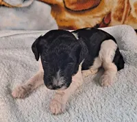 Jefferson AKC, a male Poodle - Multi-Colored Standard and Poodle - Standard  for sale in Cleburne, TX – Photo 2 of 2