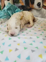 Blaze ( AKC Registered), a male Poodle - Multi-Colored Standard and Poodle - Standard  for sale in Cleburne, TX – 1 of 1