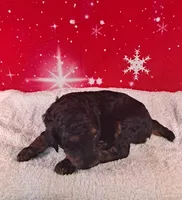 Holly, a female Poodle - Multi-Colored Standard and Poodle - Standard  for sale in Cleburne, TX – Photo 1 of 2