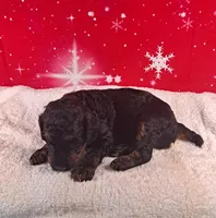 Holly, a female Poodle - Multi-Colored Standard and Poodle - Standard  for sale in Cleburne, TX – Photo 2 of 2