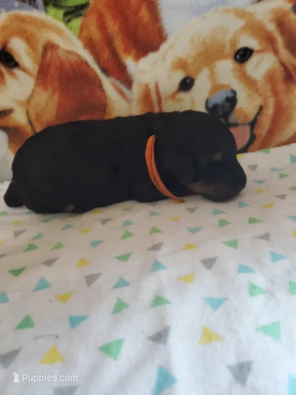 Nemo ( AKC Registered) , a male Poodle - Multi-Colored Standard and Poodle - Standard  for sale in Cleburne, TX – Photo 1 of 1