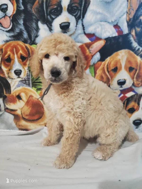 Jupiter (AKC Registered)  – Poodle - Multi-Colored Standard, Poodle - Standard  puppy for sale in Cleburne, TX