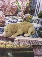 Liberty, a female Poodle - Multi-Colored Standard and Poodle - Standard  for sale in Cleburne, TX – Photo 2 of 3